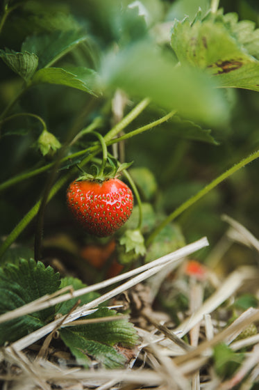hidden strawberry