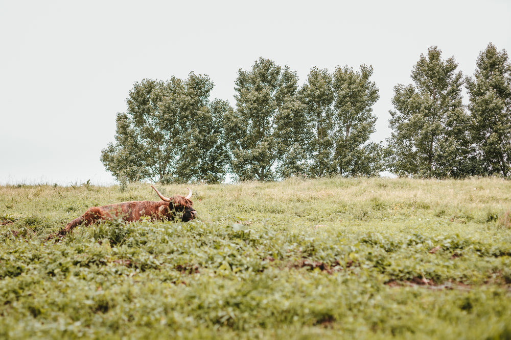 hide and seeking yak