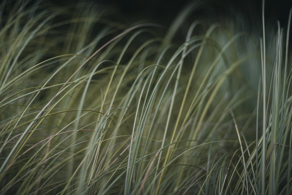 hiding in green grass looking through