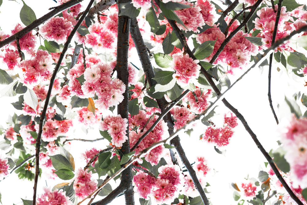 high contrast upward glance at pink flowers in bloom