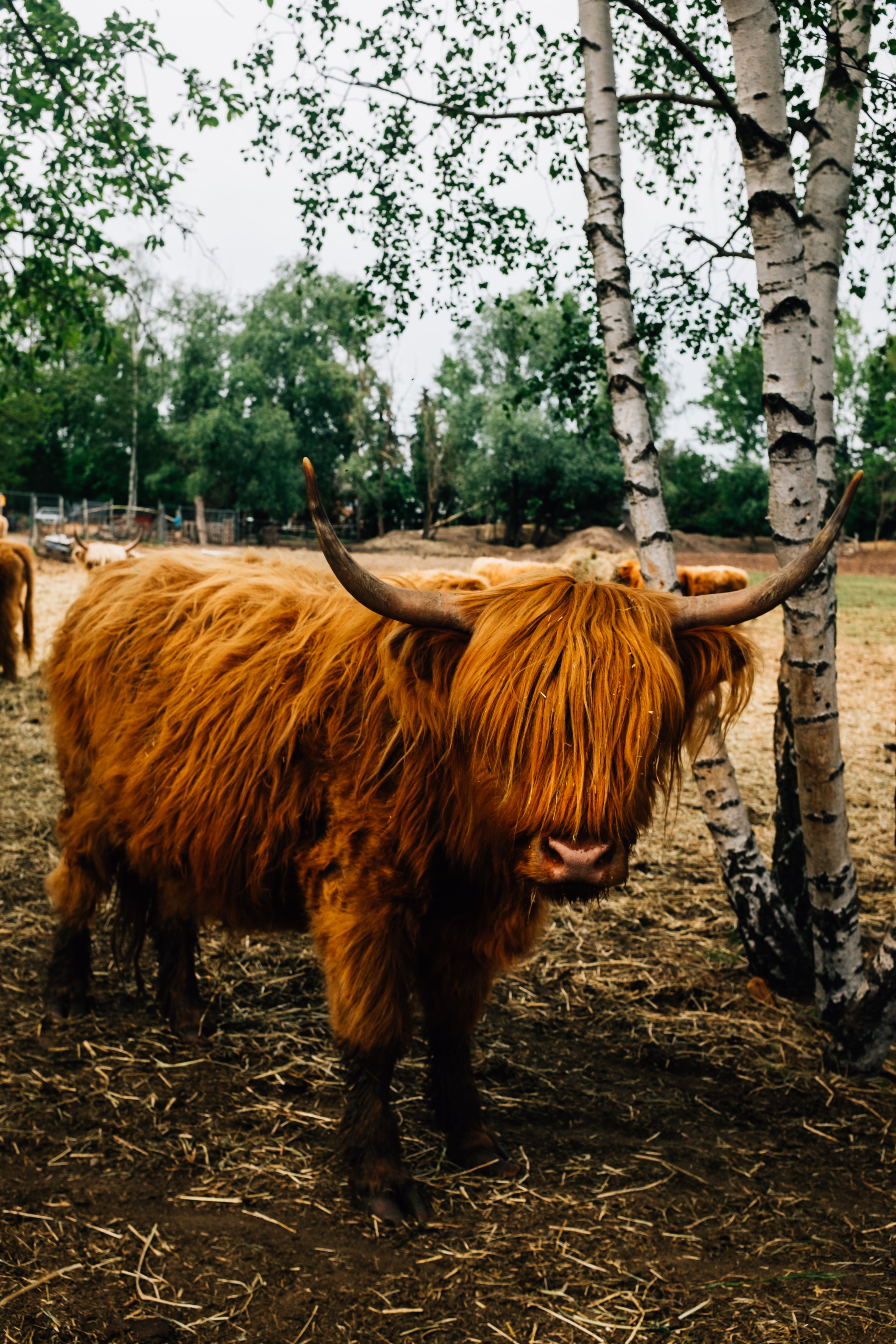 Highland cattle on the rise as an easy breed to handle - Agweek