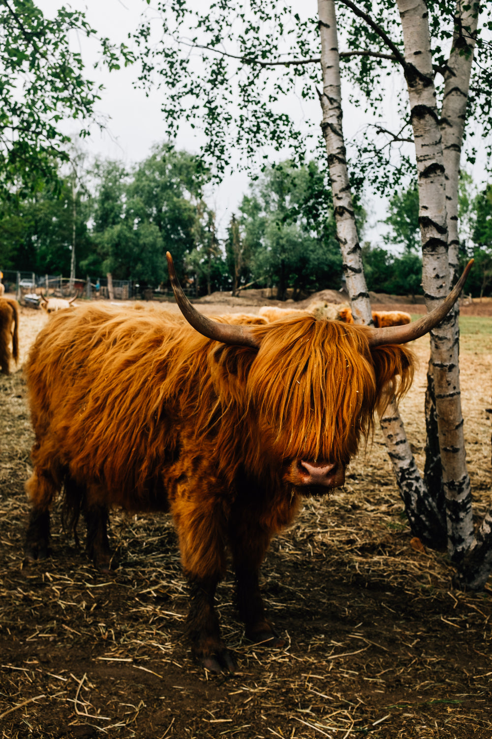 highland cow stands next to a birch tree