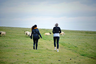 hikers in filed with sheep