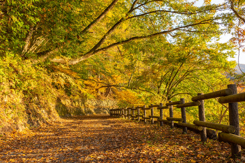 hillside park path in fall