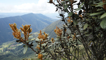 hillside plantlife