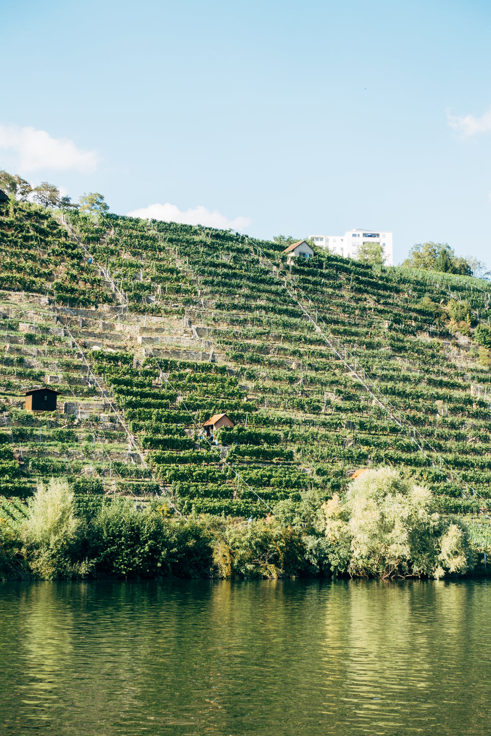 hillside vineyard over the water