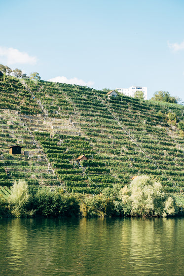 hillside vineyard over the water