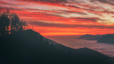 hilltop trees silhouetted at sunset