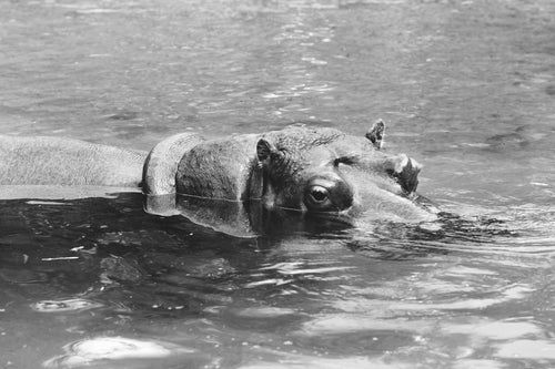 hippopotamus swimming black and white