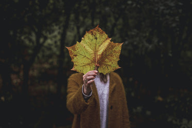 holding giant leaf