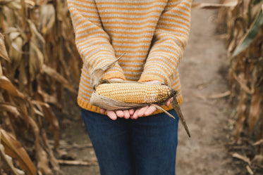 holding harvest corn