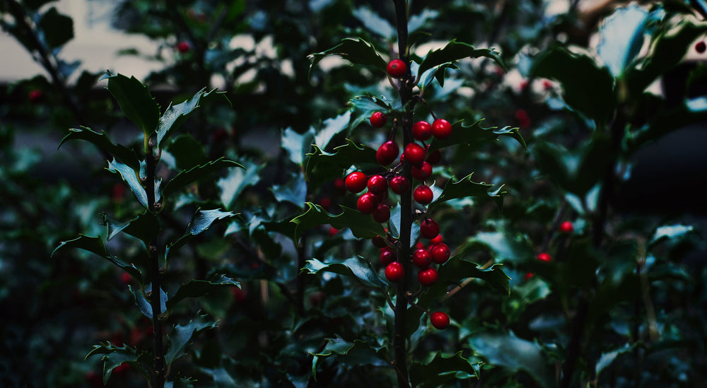 holly berry & leaves close up