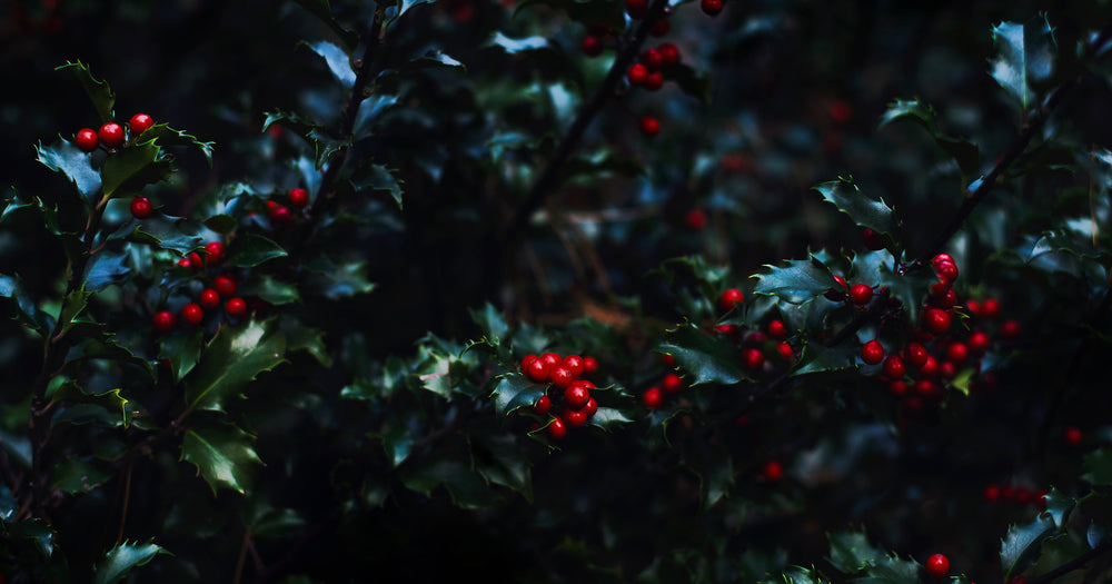 holly leaves & berries