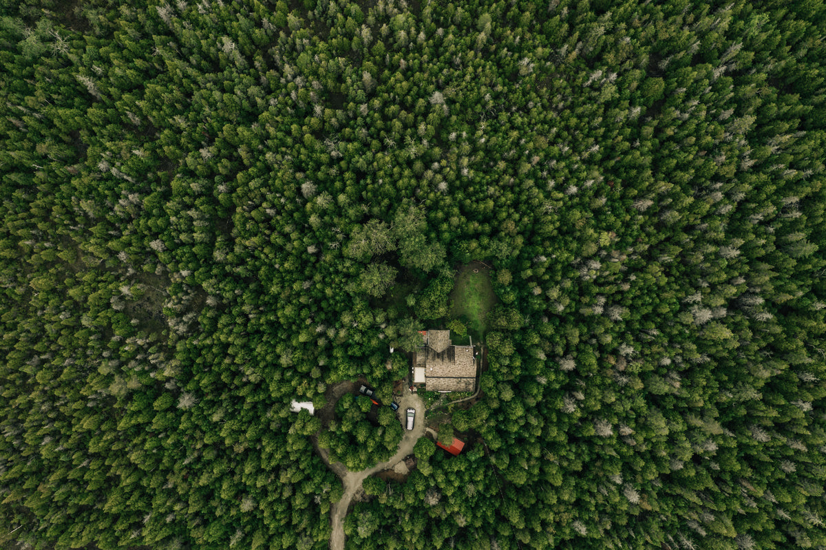 家坐落在茂密的森林里