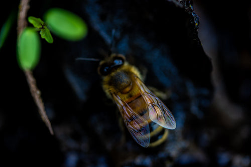 honey bee close up