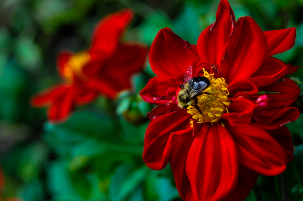 honey bee on red flower