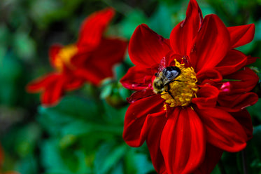 honey bee on red flower