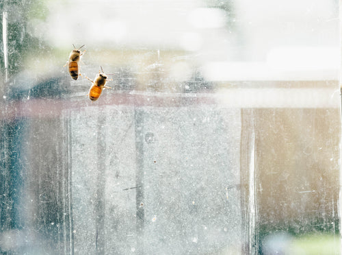 honey bees on window
