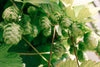 hops plant on vine