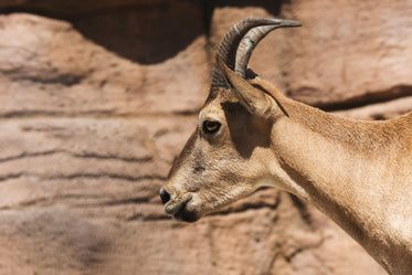 horned mountain goat