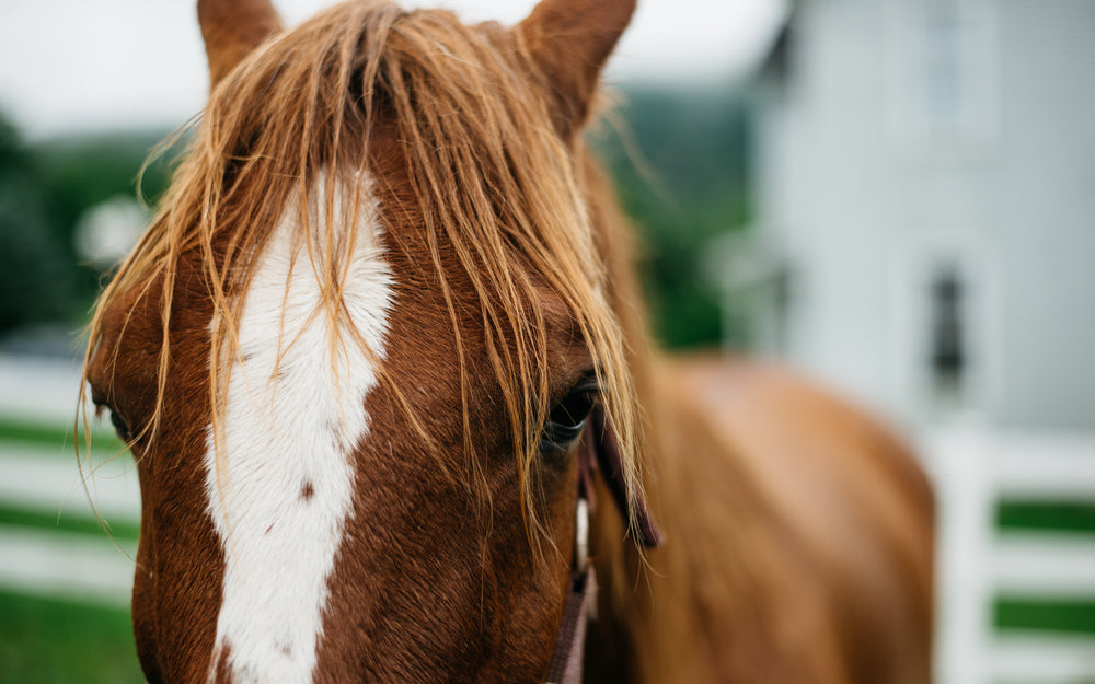 horse at a farm