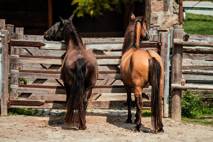 Horse Buddies