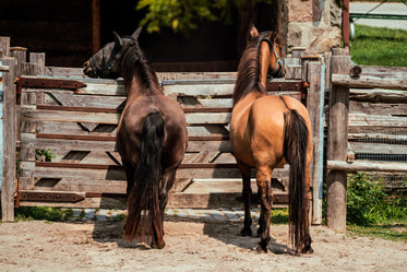 Free Stock Photo of Horse Buddies — HD Images