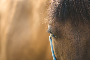 horse eye close up