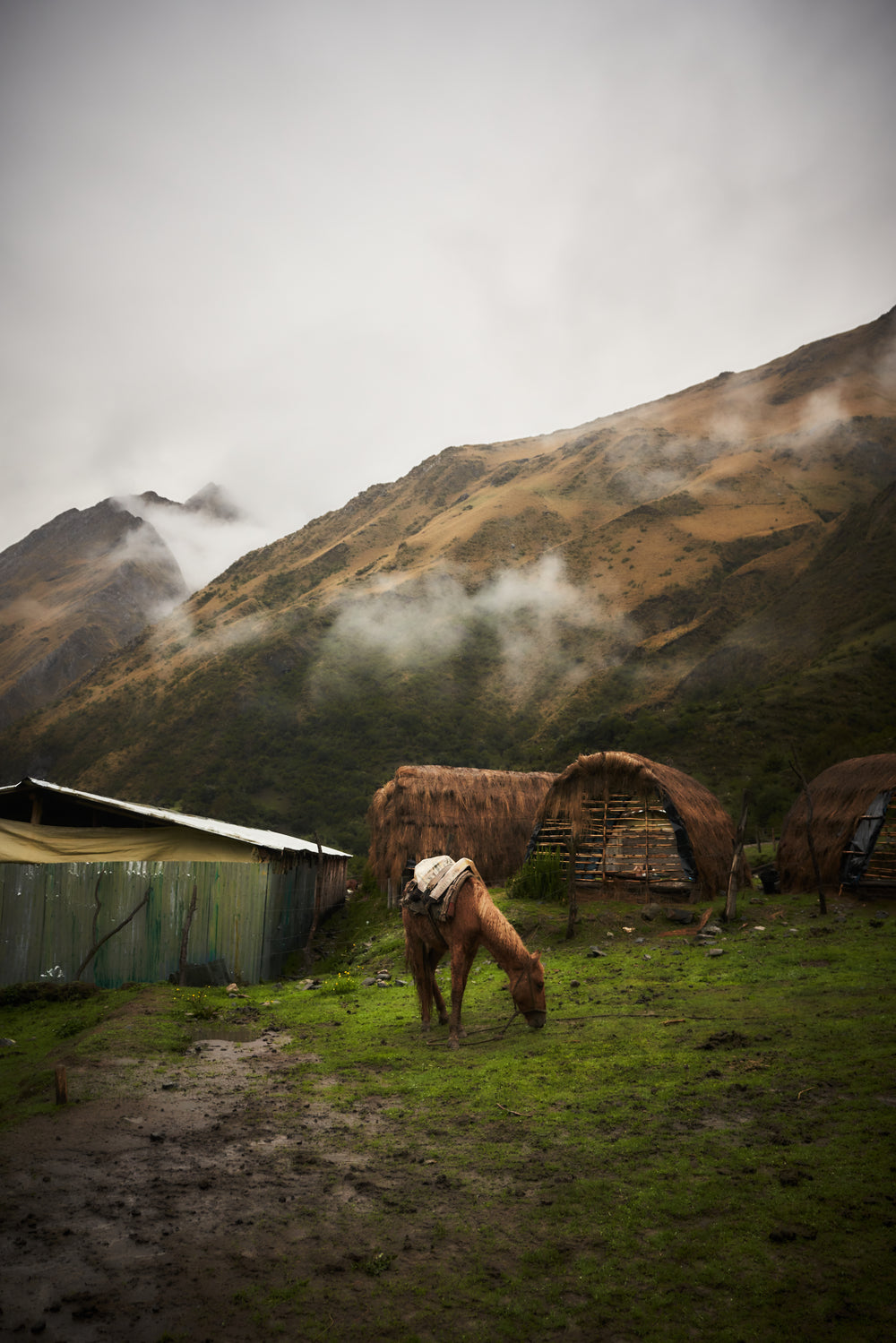 horse grazes in front of cloudy mountains