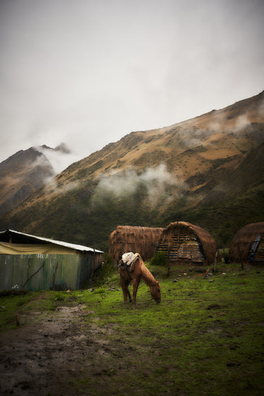 horse grazes in front of cloudy mountains