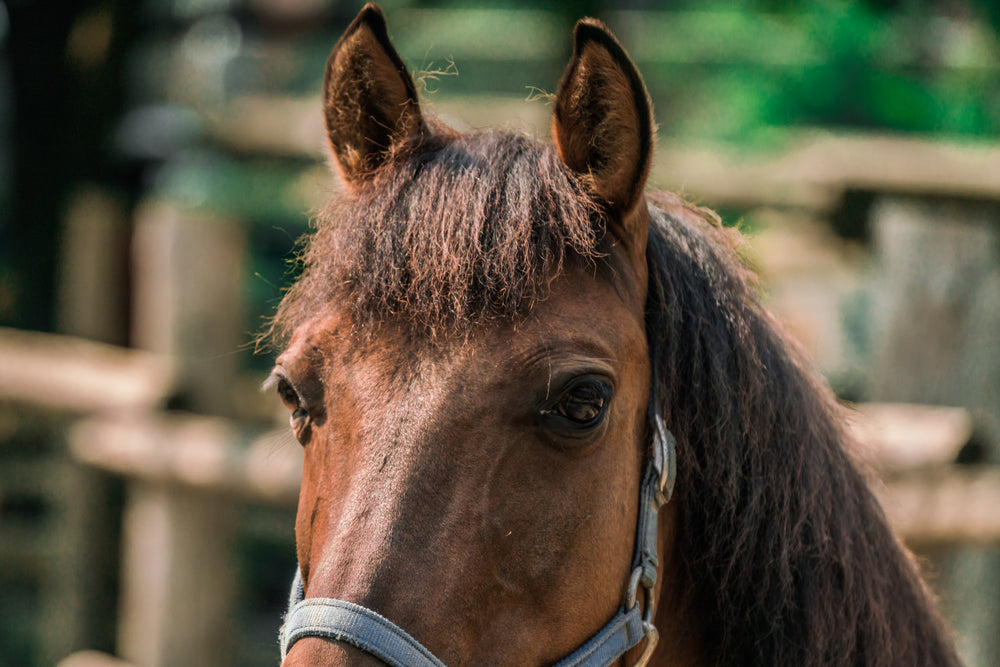 horse on farm