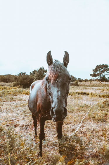 horse posing for the camera