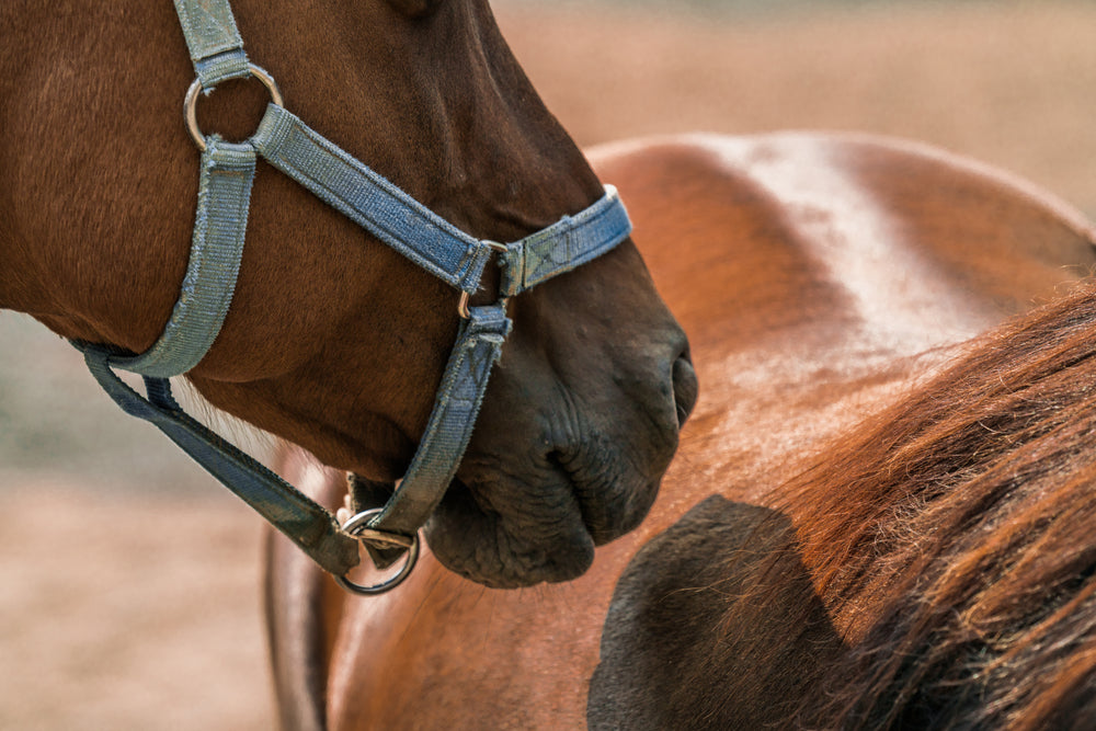 horse smells horse