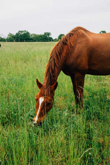horse snacks on green grass in an open field