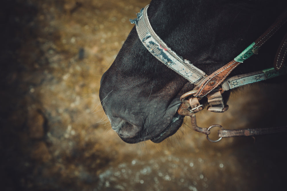 cavalo com rédea