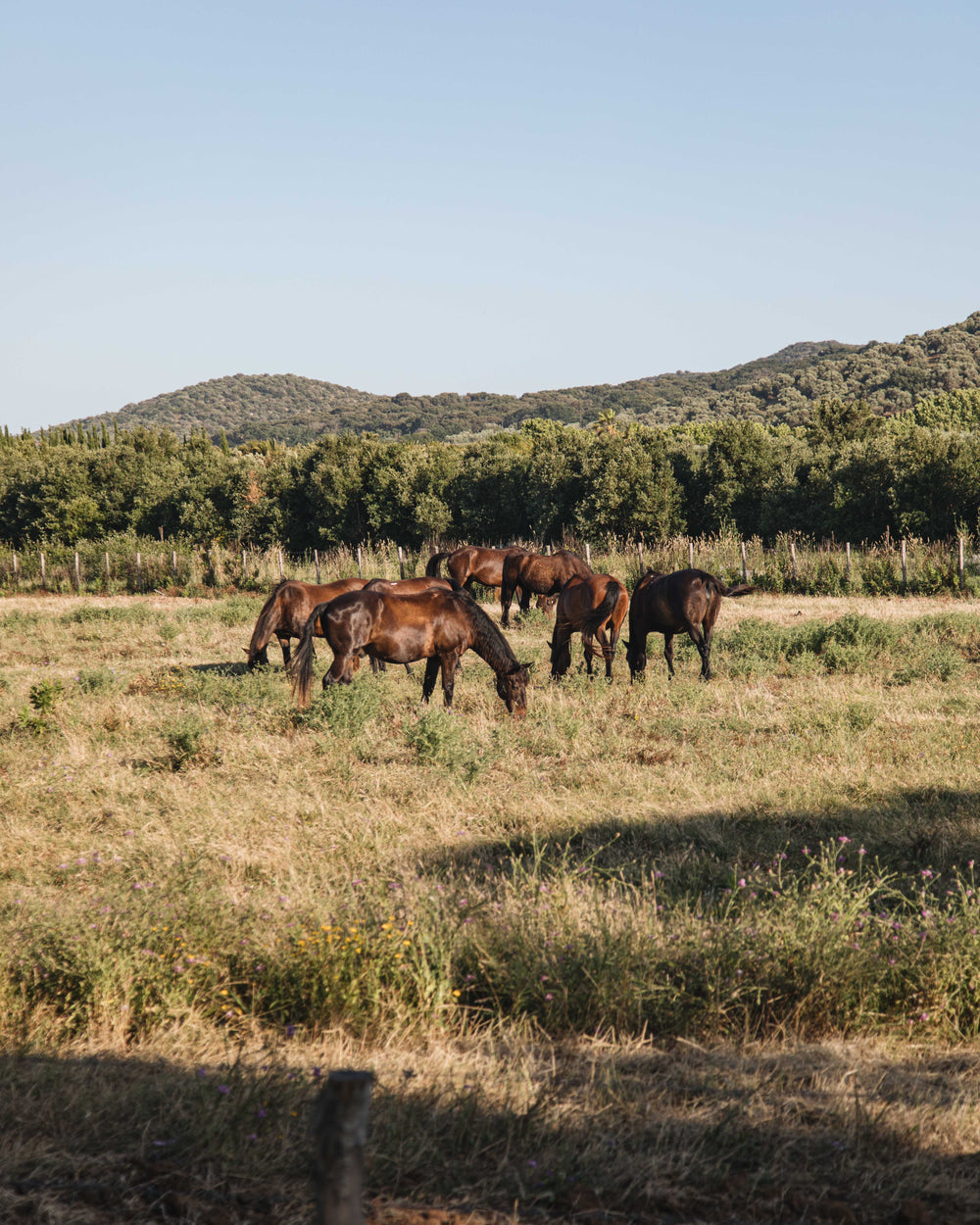 horses grazing below mountain side