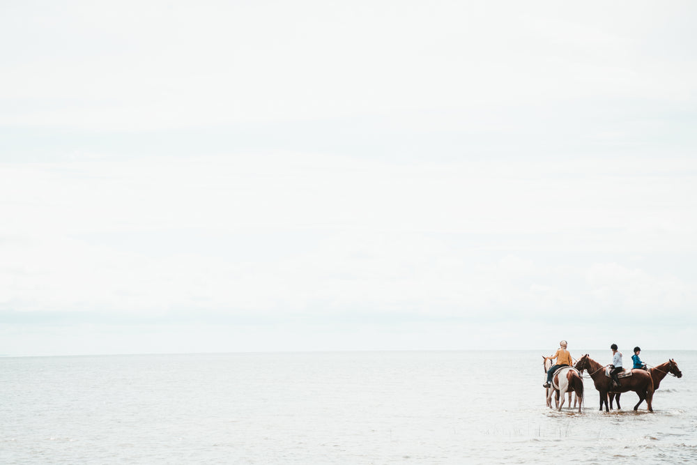 horses in the sea