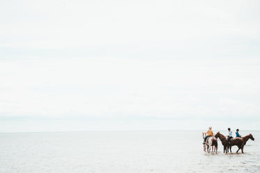 horses in the sea