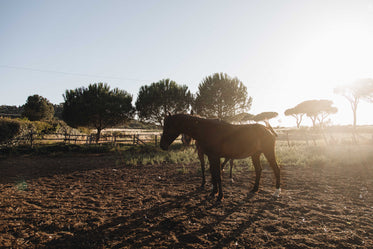 horses ready for the ride