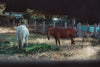 horses seen through farm fence