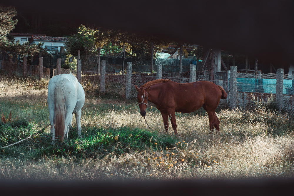 horses seen through farm fence