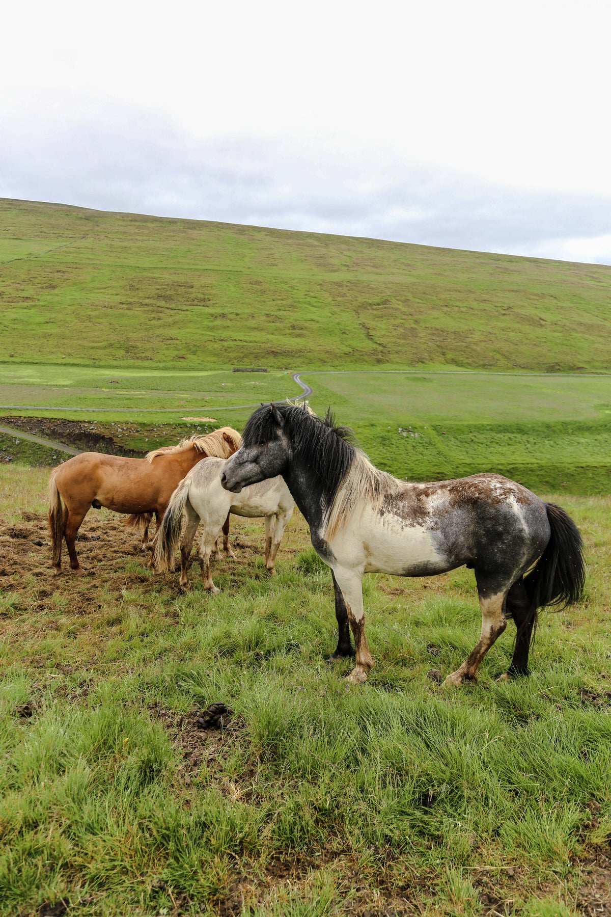 horses stand together on green plains