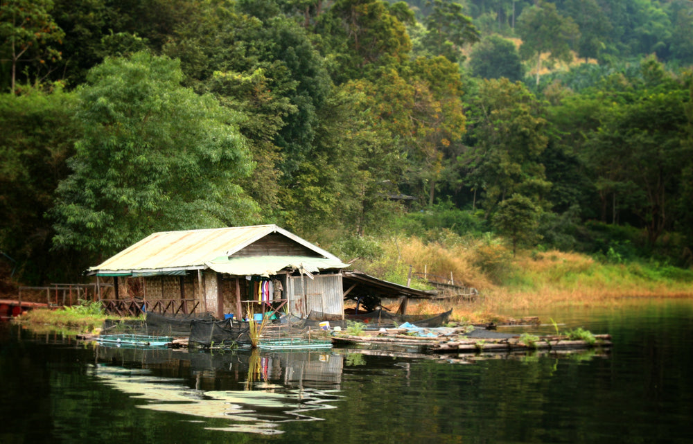 house home in jungle