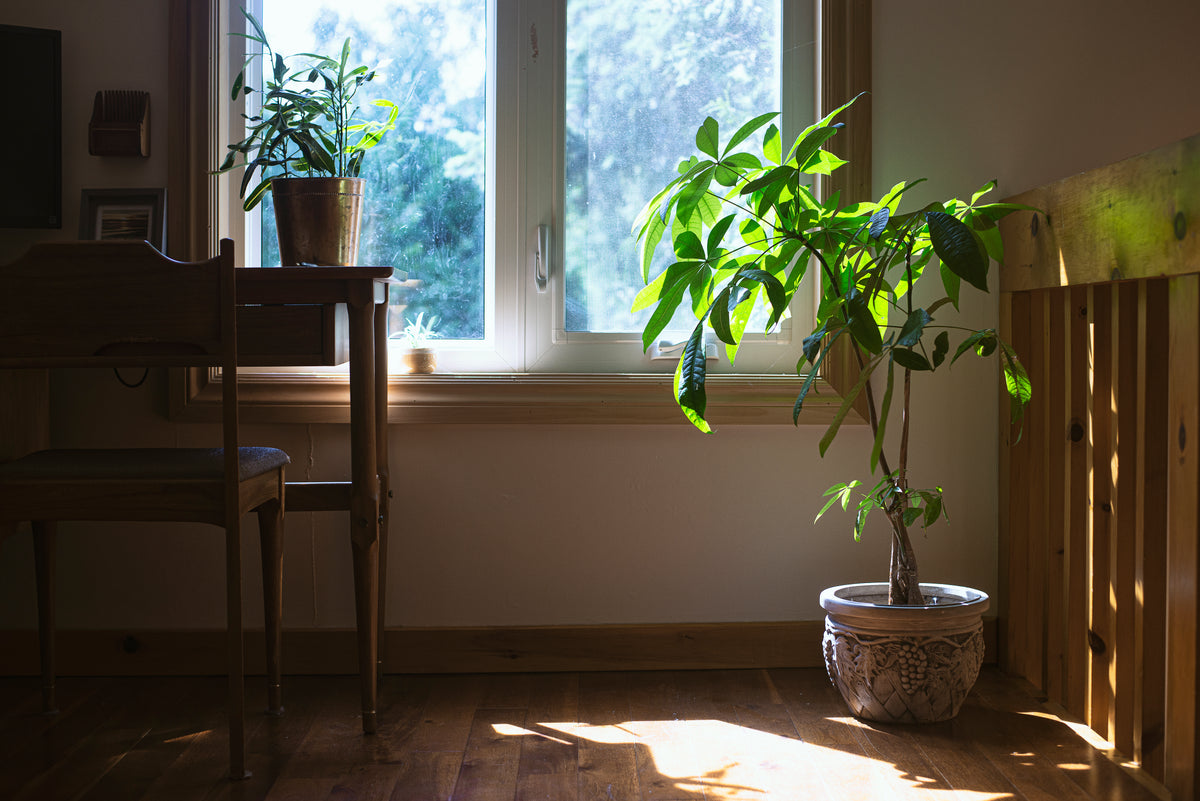 house plant enjoys natural light