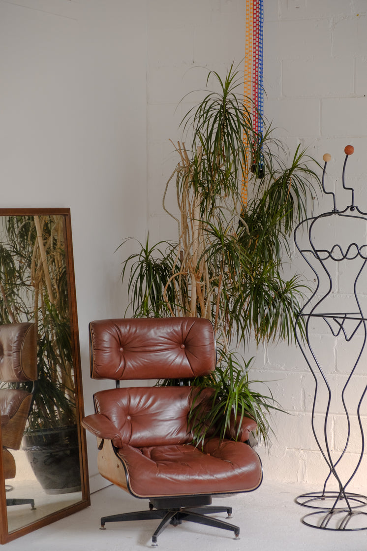 house-plant-hugs-a-red-leather-chair.jpg