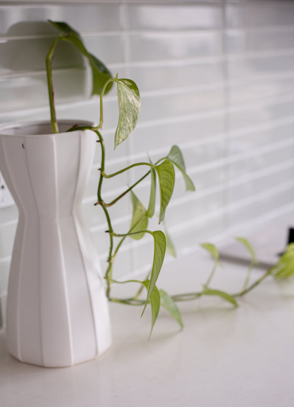 house plant in a white geometric pot