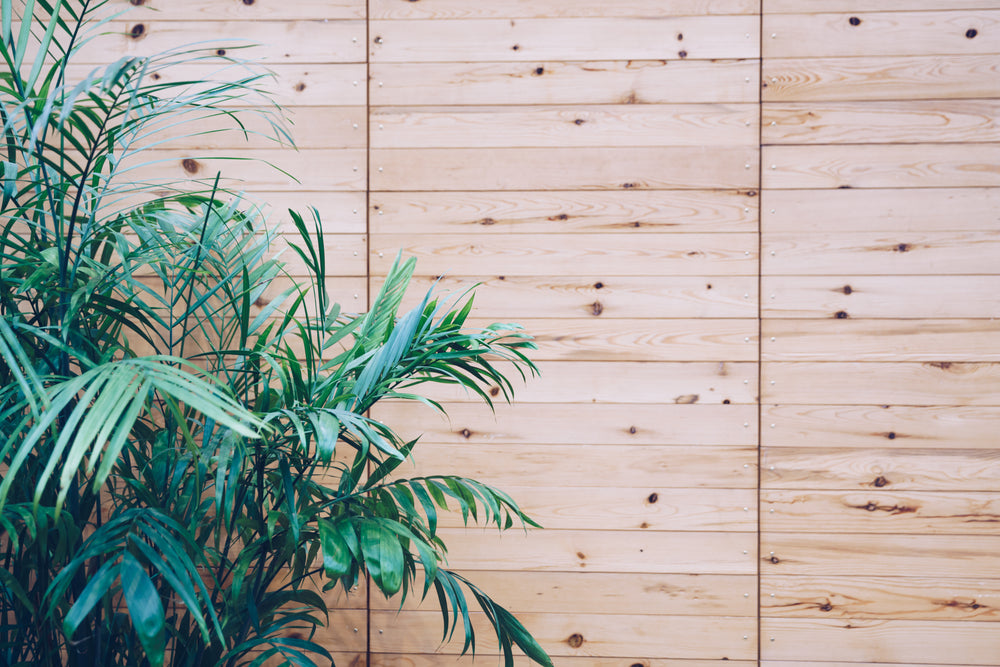 house plant on wooden slat wall