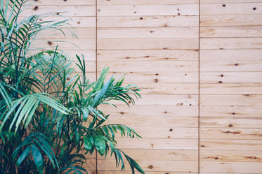 house plant on wooden slat wall