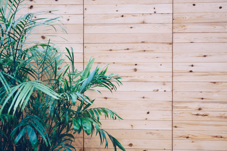 House Plant On Wooden Slat Wall