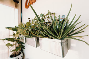 house plants in a metallic basket